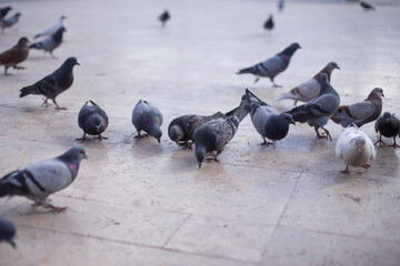 pigeons on the floor of a plaza in south america. Concept of animals.