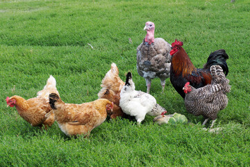 rooster, chickens and turkey on the grass looking for grain. side view. farm. agrotourism