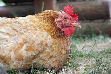 a chicken with red feathers is sitting on the ground nearby . view. side view. farm. agrotourism . rest. poultry