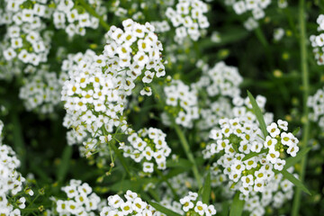 Obraz na płótnie Canvas there are many small white flowers on a green background of leaves. top view