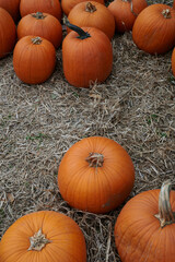 Preparing for Halloween. Pumpkins at a farmer's market in the USA. Boston, real life