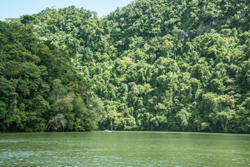 Wild forests on the Rio Dulce, Guatemala