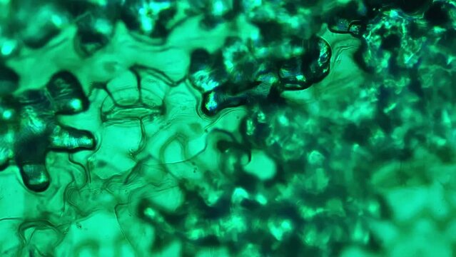 Lower epiderm of leaf of horsebean W.M. under microscope 400x against bright field. Green plant magnified by laboratory device for scientific investigation. Flora cells and molecules. Exploring botany