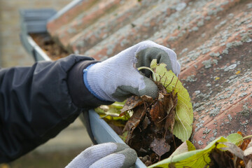 Cleaning the gutter from autumn leaves before winter season. Roof gutter cleaning process.	