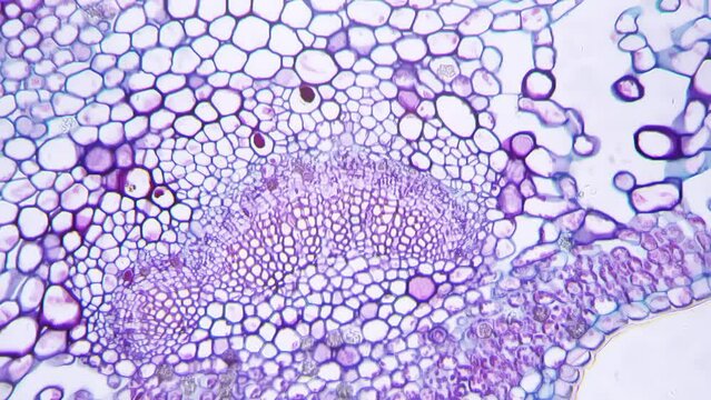 Leaf of Ligustrum lucidum in transversal section magnified under microscope in 200 times. Long and narrow green purple piece of plant in scientific research filmed on bright field. Experiment in lab