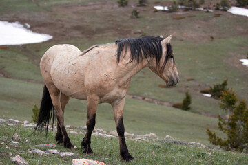Spanish wild horse buckskin stallion in the western United States