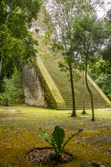 The Temple V at Tikal National Park, Petén, Guatemala