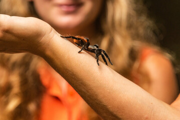 Obraz premium Tarantula, Tikal National Park, Petén, Guatemala
