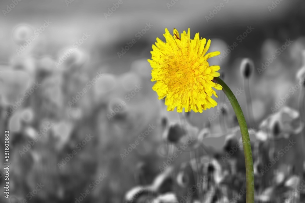 Poster Beautiful yellow flower on black and white natural background.