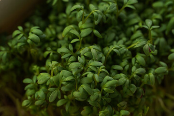 Fototapeta na wymiar Filled frame background. Green micro herb watercress salad