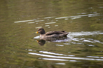 Pato Barcino nadando (Anas flavirostris)