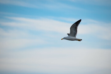 Gaviota Cocinera en Vuelo (Larus dominicanus)