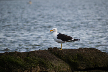Gaviota Cocinera (Larus dominicanus)