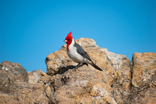 Cardenal Copete Rojo (Paroaria coronata)