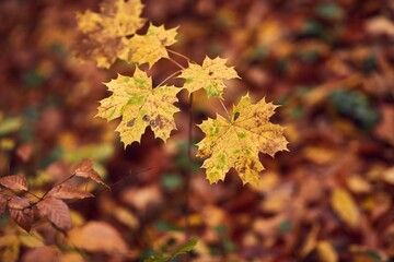 Autumn forest detail