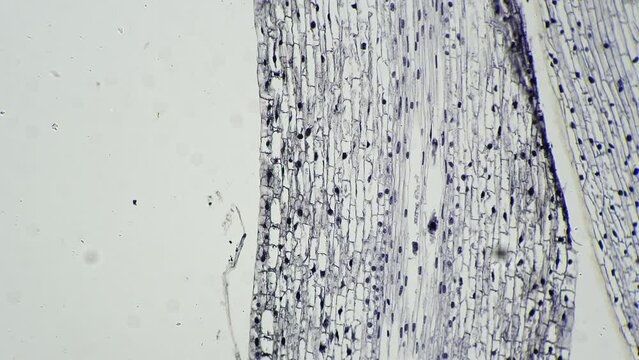 Root tip of Allium cepa in longitudinal section magnified by microscope 100x on bright field. Piece of onion filmed in macro under lab equipment for learning structure. Plant mitosis and cell division