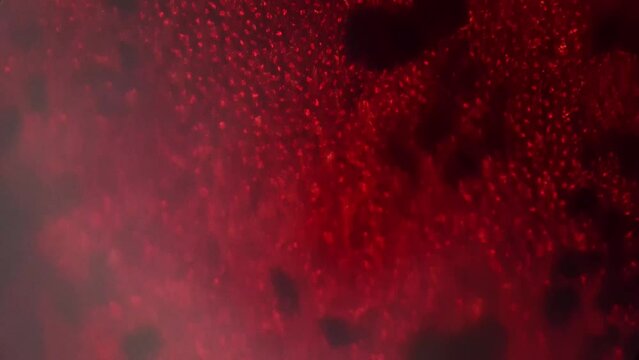 Macro static footage of red alga porphyra under microscope 200x on bright field background. Sample with sea weed magnified for studying it on biology lessons. Research of marine life. Herb in nature