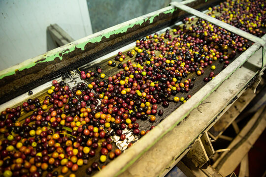 Fresh harvested olives transported on conveyor belt to crushing machine on artisanal factory of olive oil