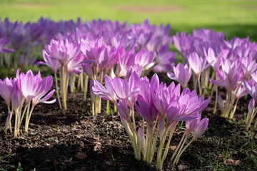 Clumps of pink autumn flowering crocus flowers, Colchium Autumnale, growing in the shade of a tree, photographed in a garden in Wisley, Surrey, UK.