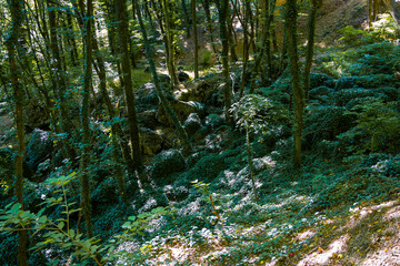 view from the top of mountain ai petri. High quality photo