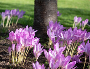 Clumps of pink autumn flowering crocus flowers, Colchium Autumnale, growing in the shade of a tree,...