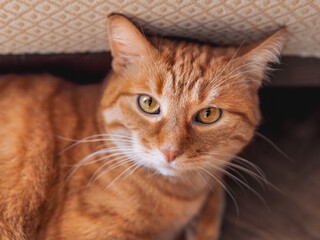 Ginger tabby cat lies near beige couch. Pet with curious emotion on face. Relaxed domestic animal.