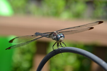 close up of dragonfly