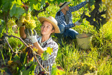 Naklejka na ściany i meble Young woman gardener in hat picking fresh grapes in sunny garden