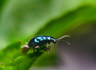 blue bug on leaf