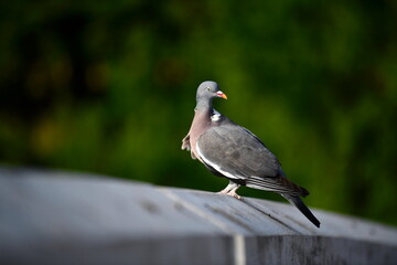 A wild pigeon on a roof of a Parisian building, with trees in the background in Paris, France