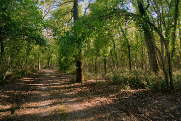 Walking path at Selva del Circeo Natural Reserve, Circeo National Park, Italy