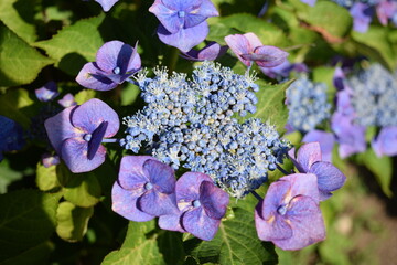 ブルースカイ（アジサイ）