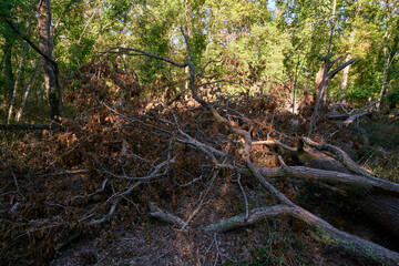 Forest scene at Selva del Circeo Natural Reserve, Circeo National Park, Italy