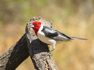 PÁSSARO CARDEAL DO NORDESTE
