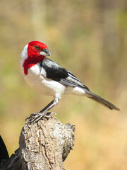 PÁSSARO CARDEAL DO NORDESTE