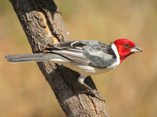 PÁSSARO CARDEAL DO NORDESTE
