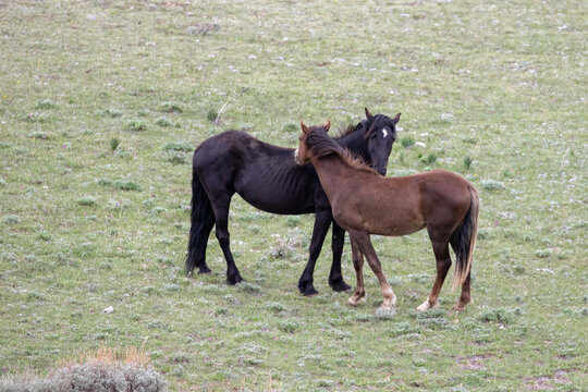 Black and chestnut stallions grooming each other in the mountains of the western United States