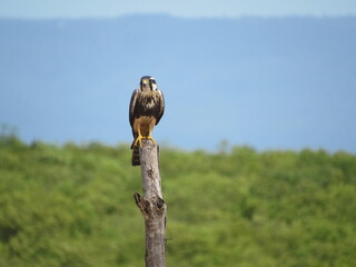 FALCÃO DE COLEIRA 