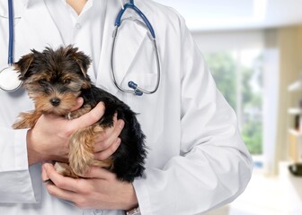 Young veterinarian doctor holding cute dog in clinic