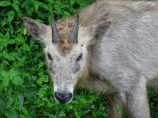 二ホンカモシカ