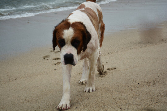San Bernardo sali&oacute; de nadar.  