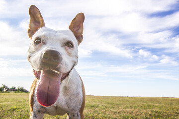A happy dog looking up at the camera and smiling