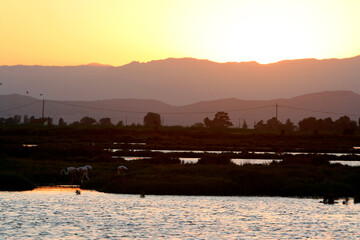 Delta del Ebro en Cataluña, España, beautiful sunset.  - obrazy, fototapety, plakaty