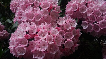 September 2022 Various Flowers in Bloom