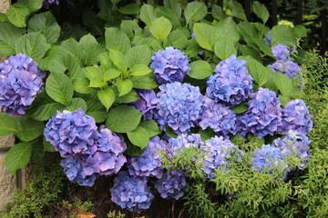 September 2022 Various Flowers in Bloom