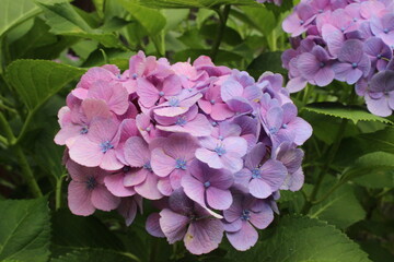 September 2022 Various Flowers in Bloom