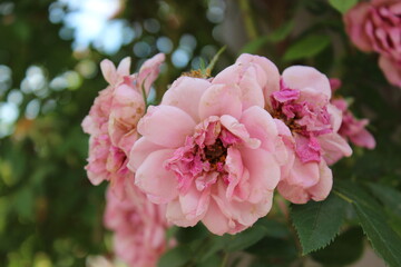 September 2022 Various Flowers in Bloom