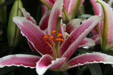 September 2022 Various Flowers in Bloom