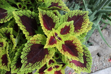 September 2022 Various Flowers in Bloom