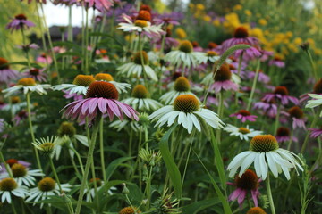 September 2022 Various Flowers in Bloom